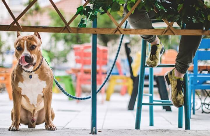 dog with owner sitting