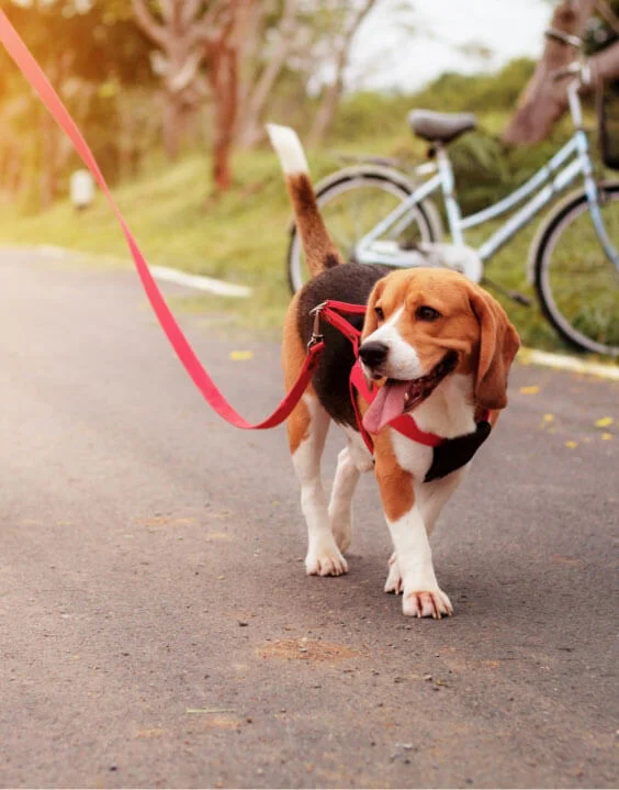 Dog walking in Lewisburg community