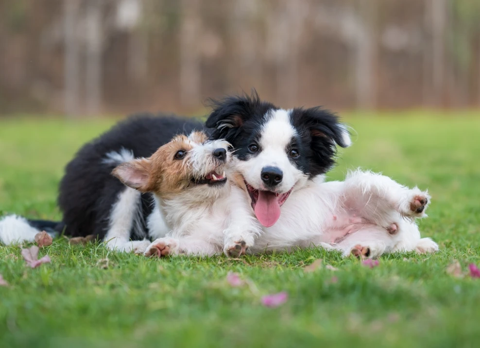 two happy puppies playing on grass